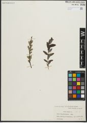 Foto von Salix repens subsp. repens L.